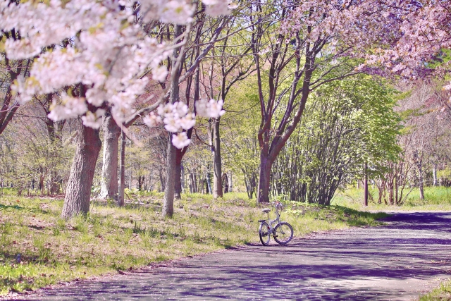桜並木の散歩